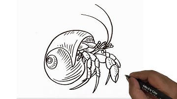 How to Draw Hermit Crab easy