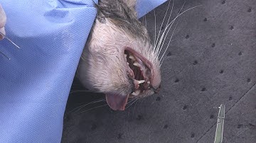 Ryder Needle Holders & Suture Scissors - Feline Dental Surgical Instruments