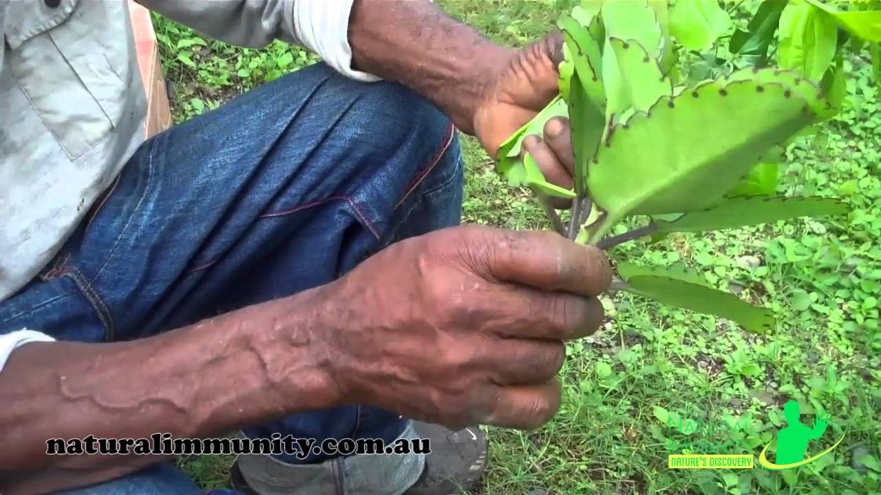 Leaf of life (Bryophyllum pinnatum) YouTube