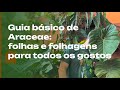 Folhas para todos os gostos um guia bsico sobre araceae