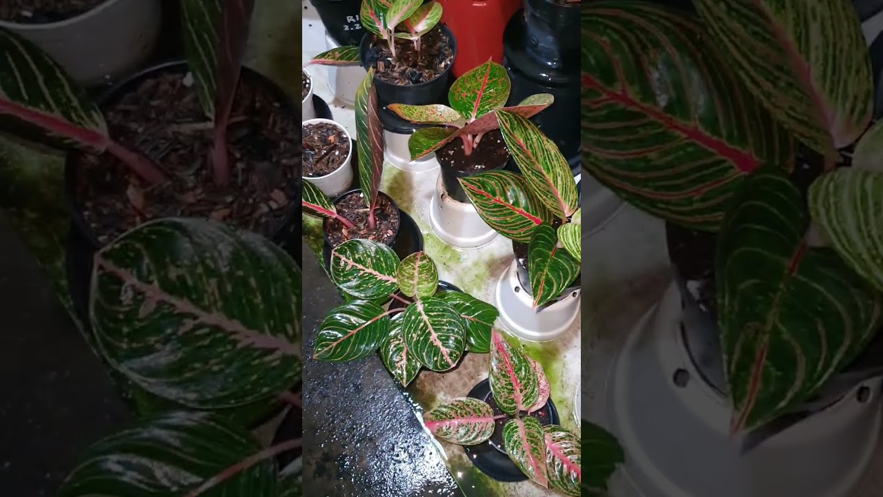 Perawatan Akar dan perangsangan tunas aglaonema