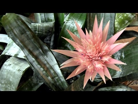 Video: Dyckia Bromeliad Bakımı - Dyckia Büyüme Koşulları ve Bakımı Hakkında Bilgi Edinin