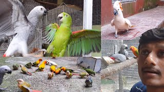 Angry Yellow napped Amazon VS. Fighter African Grey Parrot / Severe Fighting Of Birds.