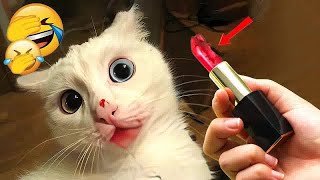 Best Cats Videos 😻😆 Funny And Cute Animal Videos 2024 🤣🐶