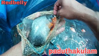 Redbelly and Tilapia ?after 6 months/ paduthakulam meen krishi?/ after 6 months