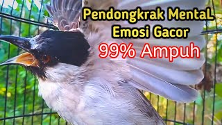 Suara Burung Kutilang Gacor KUTILANG RIBUT NGAMUK Ampuh untuk menaikkan Mental EMOSI Kutilang Lain.