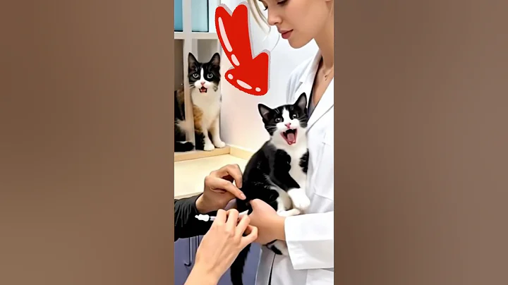 Video 11405271: cats catlover kitten kitties, kitten catlover cute kitty, kitten funny catlover kitty, cat reaction kittens