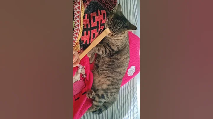 Watch the video about 8 Cat Most Funny Moments, Enjoy Sweet Time ❤️#cutecat #funnycats #catplaying #catshorts #catvideos