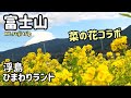 [富士山と菜の花]浮島ひまわりらんど2023/01 [4K]