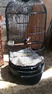 Burung rambatan doraemon gacor jinak