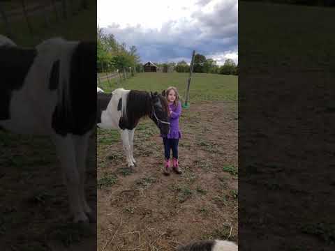 Come affrontare un cavallo nervoso.