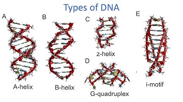 G-quadruplex