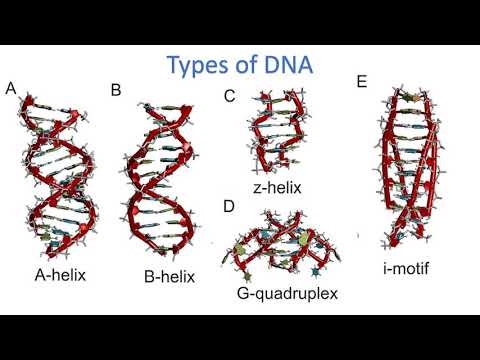 Video: Quadruplex-DNA Pitkäaikaisissa Toistoissa Maissin LTR-retrotransposoneissa Estää Reportterigeenin Ilmentymistä Hiivassa
