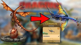Hackatoo Max Level 134 An Mode - Dragonsrise Of Berk