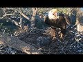 Big Bear Eagles ~ INTRUDER ALERT!! Shadow & Jackie DEFEND The Nest w/ SLO MO 5.1.19