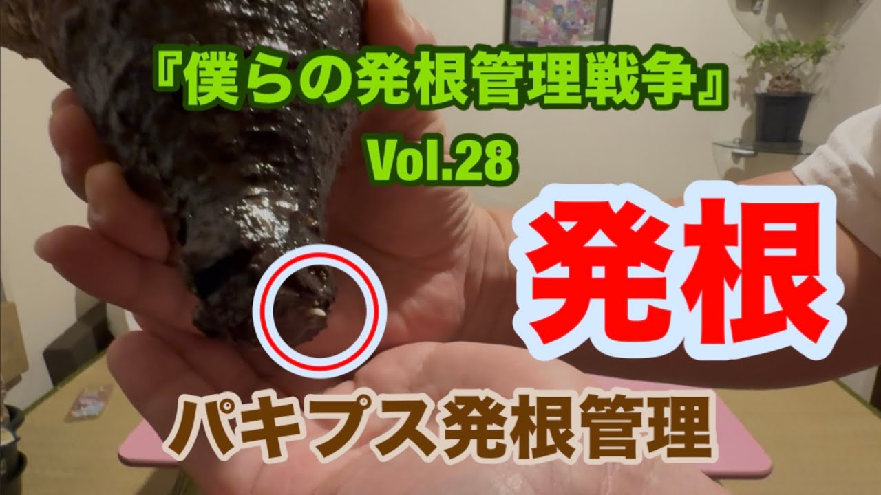 【僕らの発根管理戦争#28】パキプス発根管理第28弾‼️久々の発根成功‼️