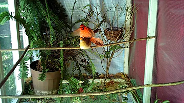 ¿Cómo anidan los cardenales?