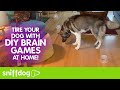 DIY Brain Games at Home to Tire Your Dog!