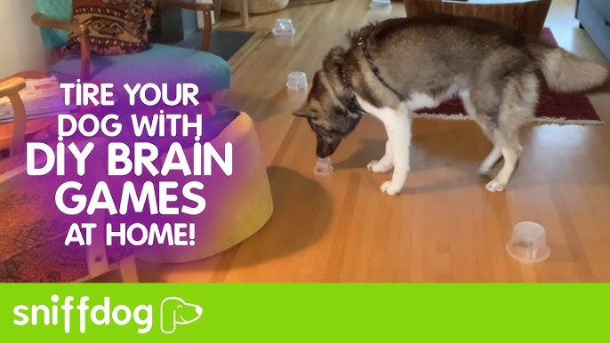 Brain Games For Dogs Diy Puzzle Toys