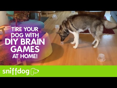 Dog Mental Game 