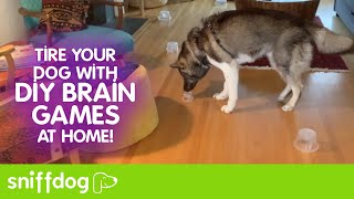 DIY Brain Games at Home to Tire Your Dog! screenshot 4