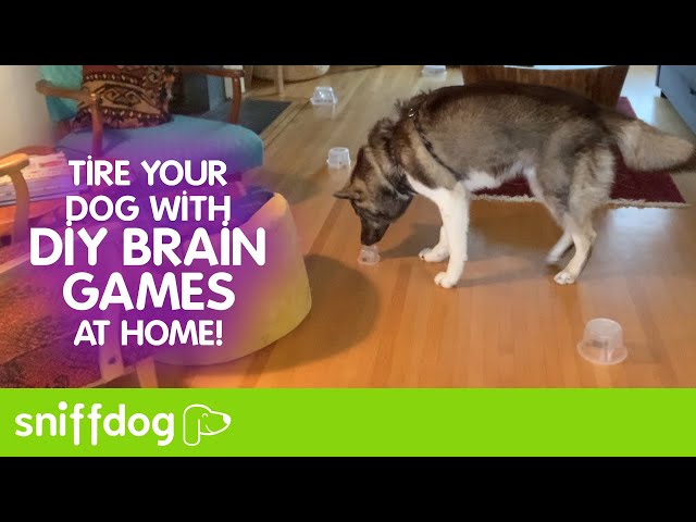 Homemade Brain Games For Dogs 