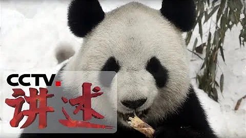 《讲述》 寻找琴心（下）兵分三路寻找野化训练的大熊猫 20180804 | CCTV科教 - 天天要闻