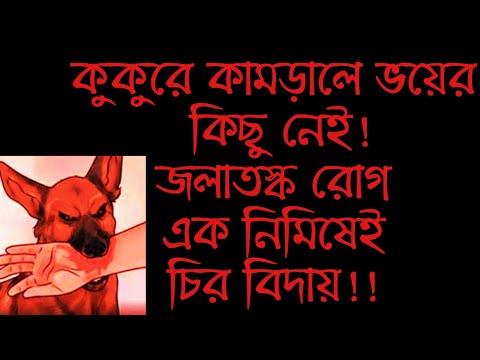 ভিডিও: পুডল (ক্ষুদ্রাকরণ) কুকুরের ব্রিড হাইপো অ্যালার্জেনিক, স্বাস্থ্য এবং জীবনকাল