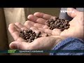 Что украинцам продают под видом кофе?