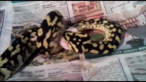 carpet python eating