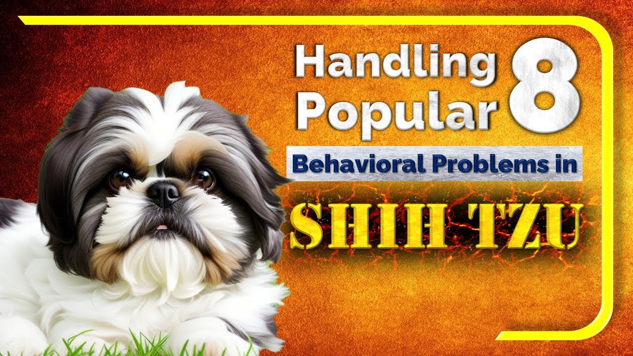 8 Common Behavioral Problems in Shih Tzus and How to Deal with them ...