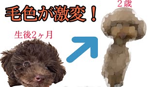 【僕は何色？】成長と共に見るトイプードルの毛色変化　#犬#dog#トイプードル#ブラウン#成長記録