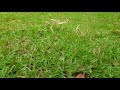 Grow Garden Grass @motivationlife24H#short