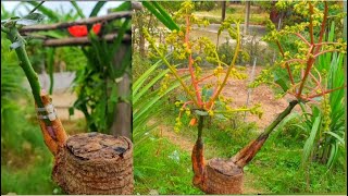 Success with twin mango connecting technique