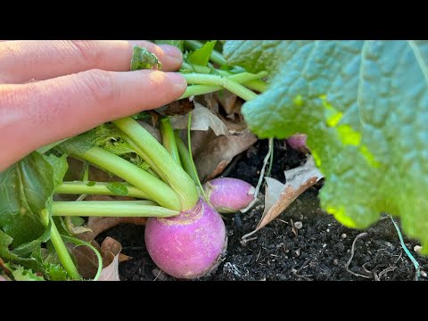 Wideo: Przerzedzanie roślin - Jak cienkie sadzonki