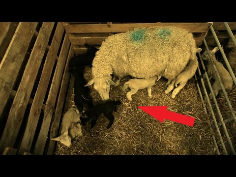 Vidéo: Comportement Inhabituel Des Moutons Pendant La Procession - Vue Alternative