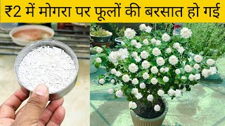 इस सफेद चीज से मोगरा फूलों से भर जाएगा Fertilizer for Mogra (Jasmine  )Plant | Green Gold Garden