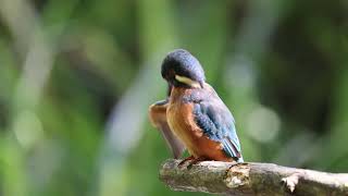 Kingfisher having a preen