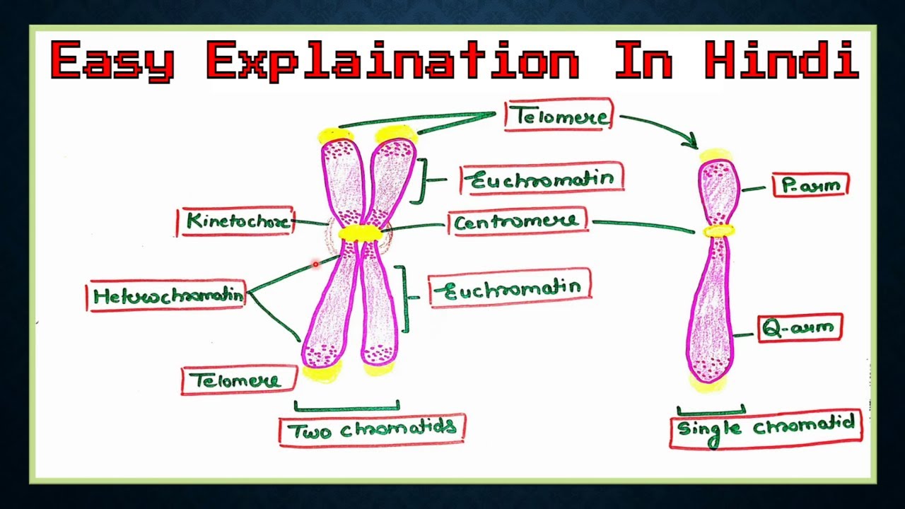 What Is Chromosome Hindi Types Of Chromosomes Detail Structure 