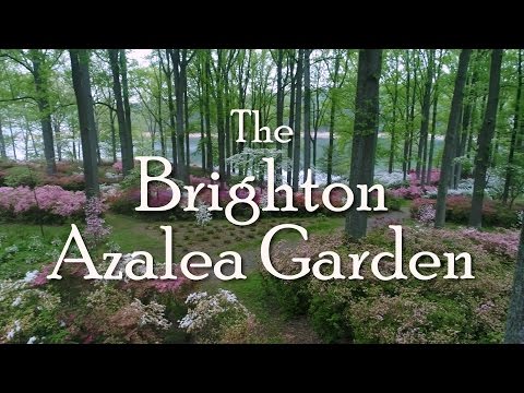 Brighton Dam Azalea Garden