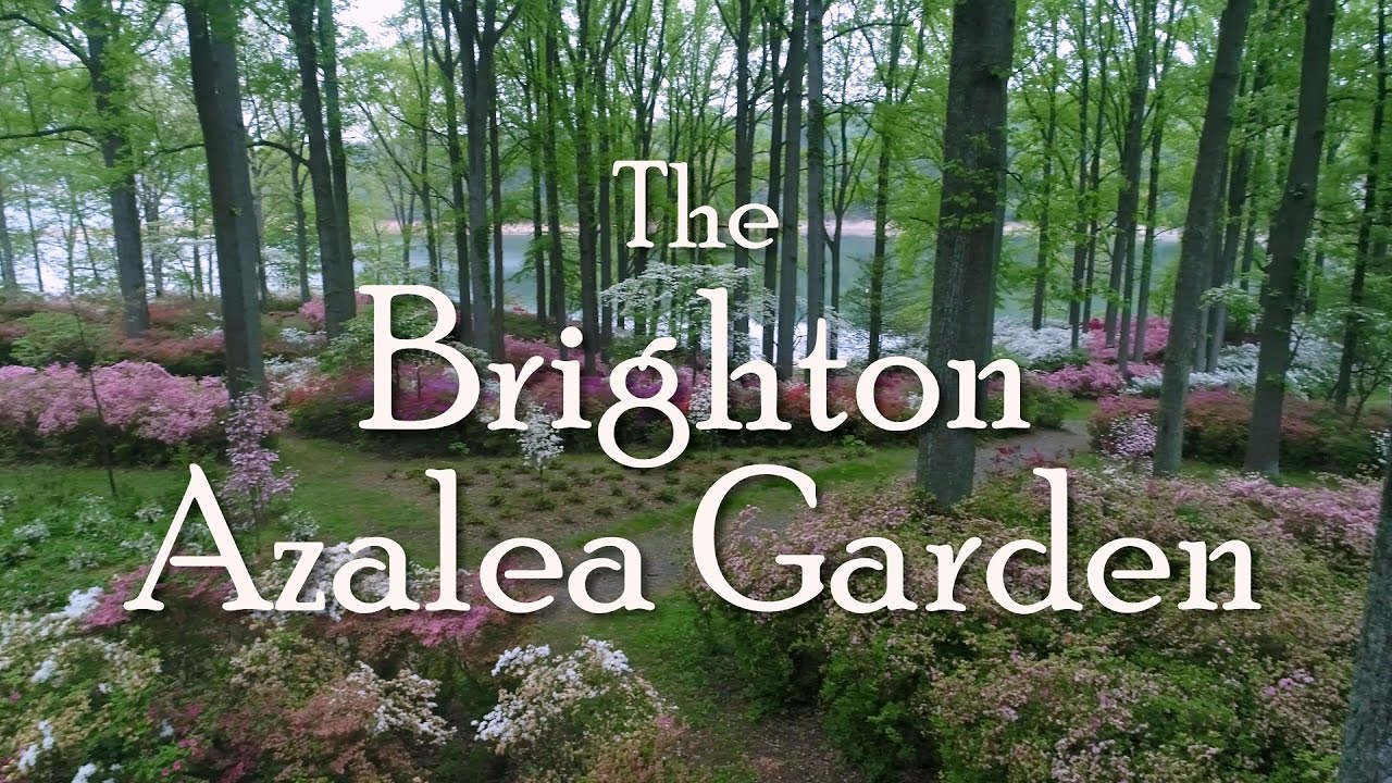 Brighton Dam Azalea Garden