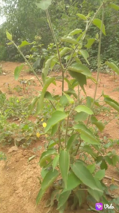 Bichhuati | Fleurya interrupta | Laportea interrupta |