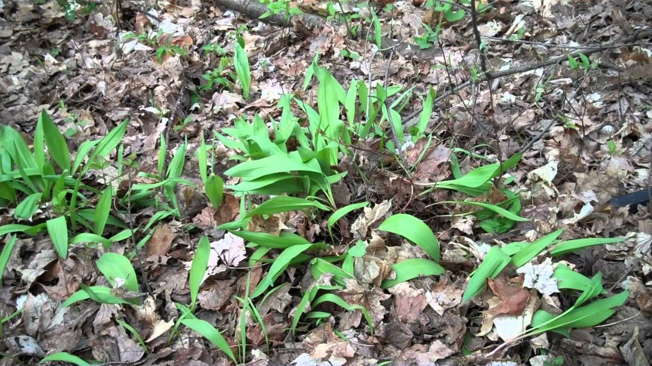 Foraging Wild Edibles...Ramps YouTube