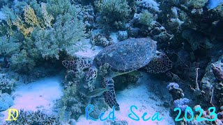 Red Sea My Charlotte Oct 2023