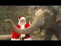 Santa gives animals gifts  cincinnati zoo