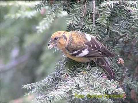 BÄNDELKORSNÄBB Two-barred Crossbill (Loxia leucoptera) Klipp - 63 