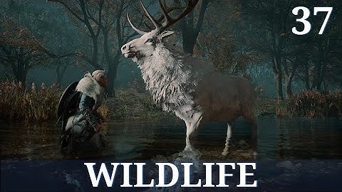 Wildlife | Assassin