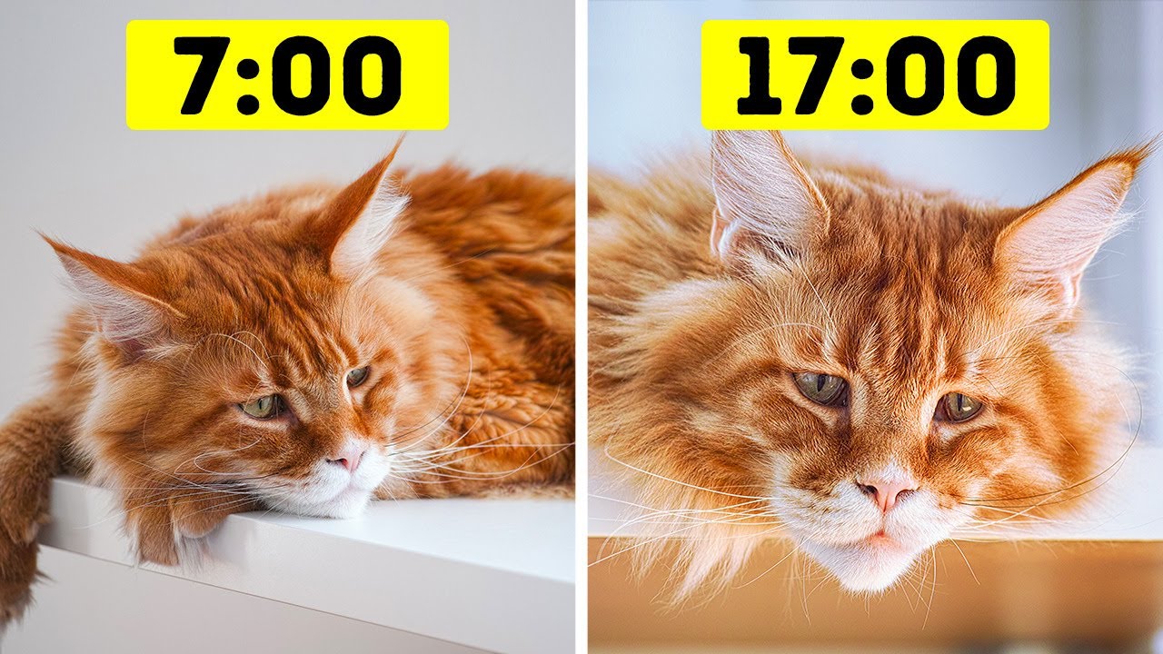 26 Erreurs Dangereuses que les Propriétaires de Chats ne Cessent de Commettre