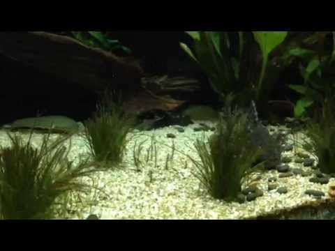 spotted catfish from YouTube · Duration: 1 minutes 22 seconds · 641 views · uploaded on 6/22/2009 · uploaded by shon k spotted catfish from YouTube · Duration: 1 minutes 22 seconds · 641 views · uploaded on 6/22/2009 · uploaded by shon k