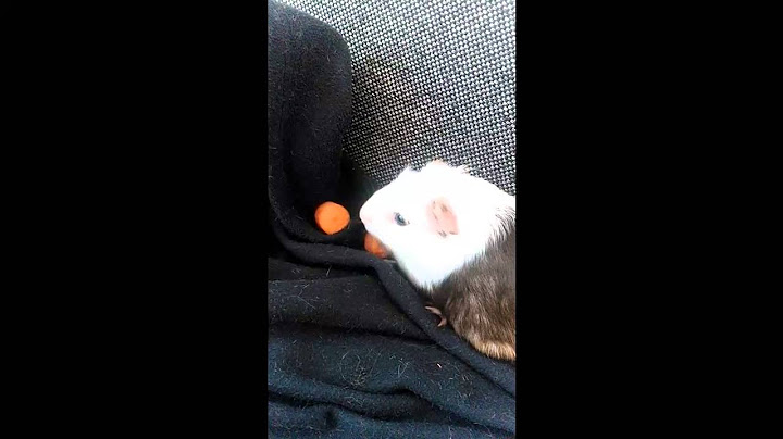 Rosalie liebt Möhren ^.^